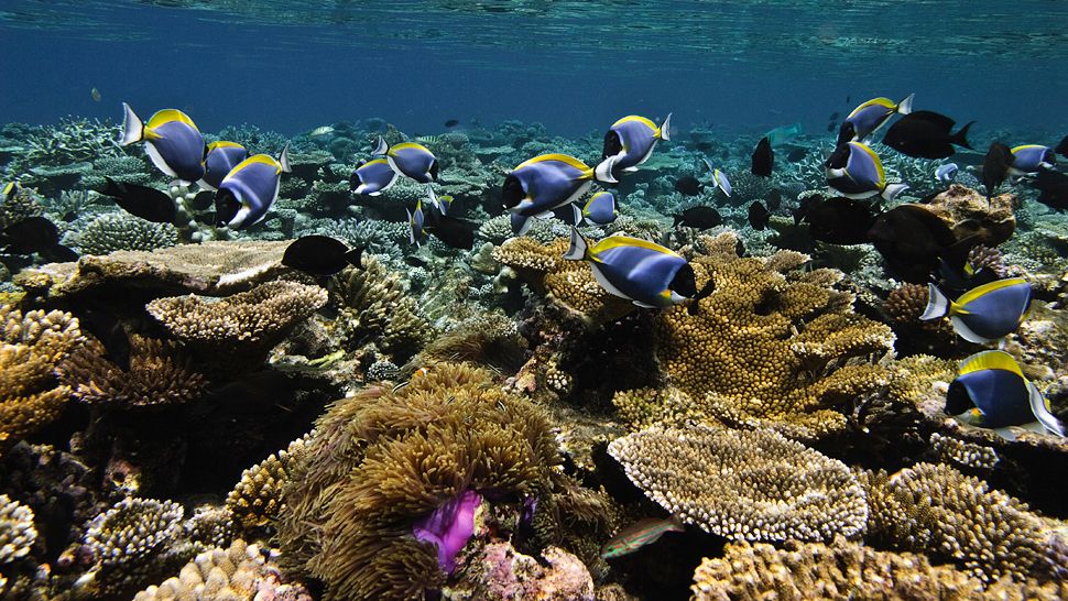 Jamaica Reef Sea Life