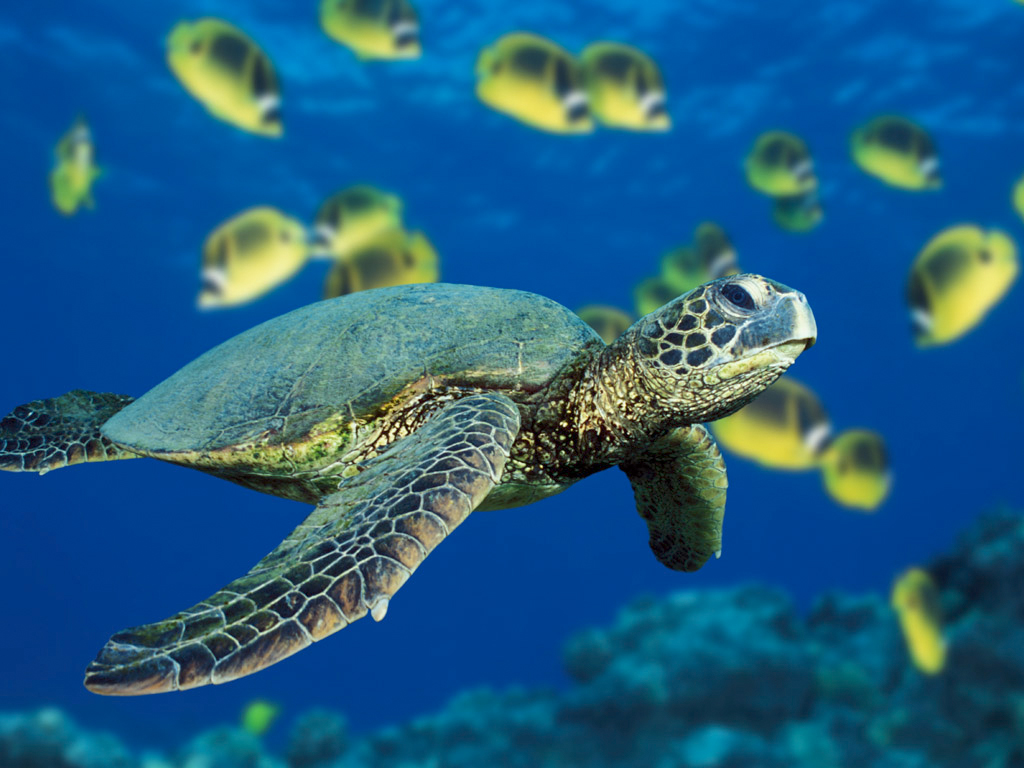Sea Turtles in Jamaica