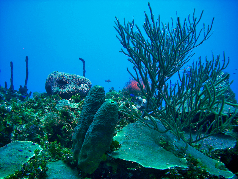 Underwater Reef in Jamaica