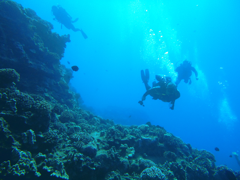 Underwater Reef Diving in Negril, Jamaica