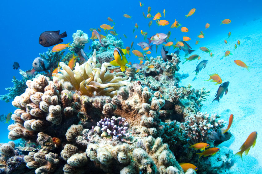 Abundant Sea Life on the Beautiful Underwater Reef 